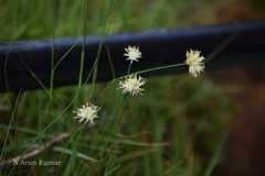 Juncus thomsonii